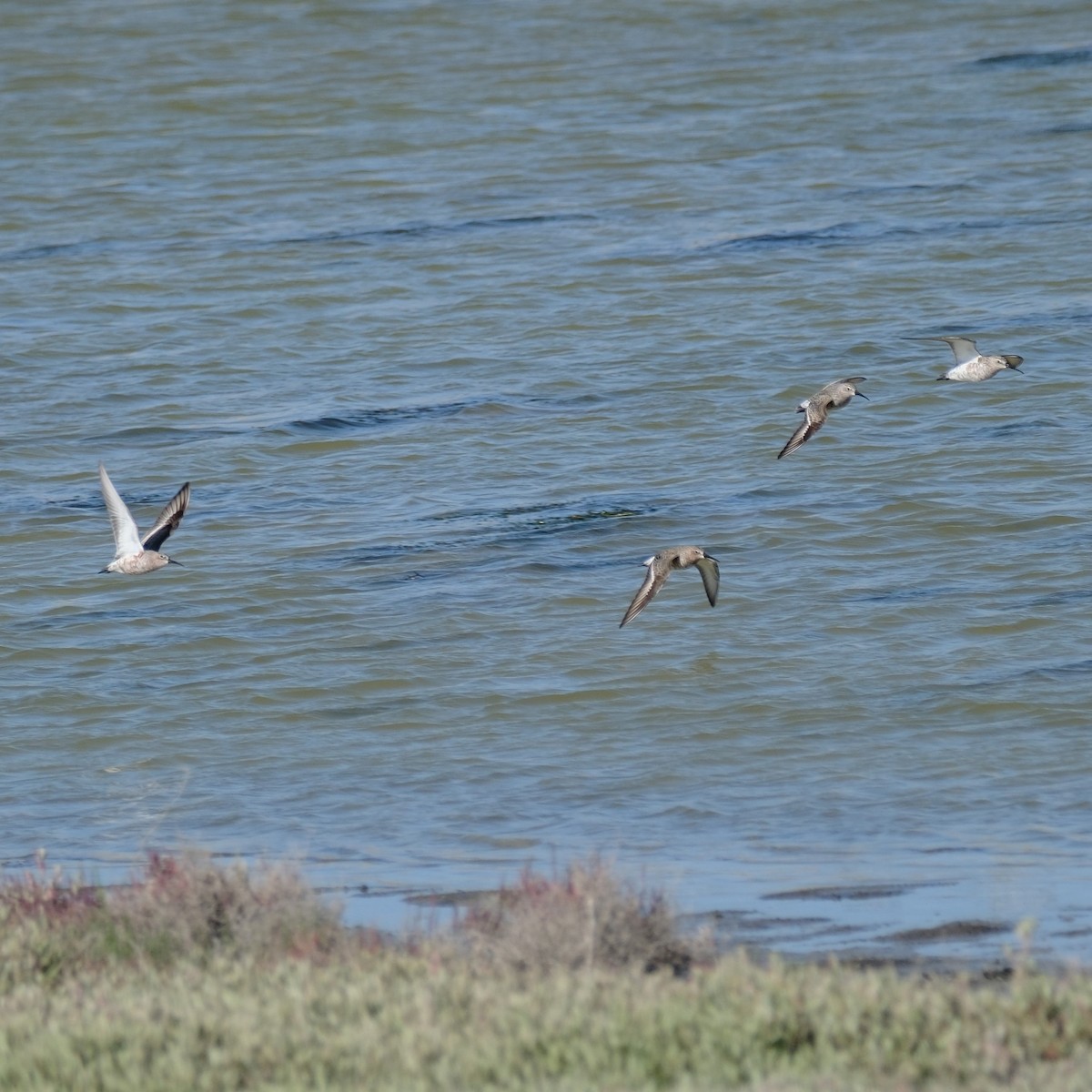 Curlew Sandpiper - Petr Panasyuk