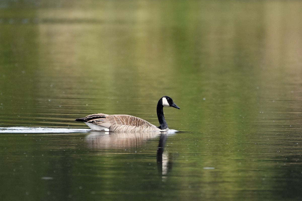 Canada Goose - Norma Van Alstine