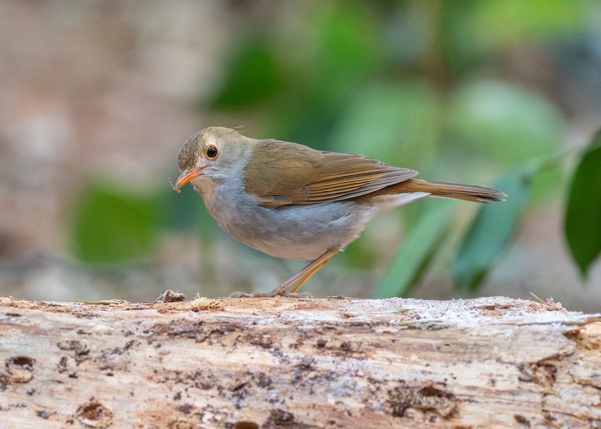 Orange-billed Nightingale-Thrush - Patrick Van Thull