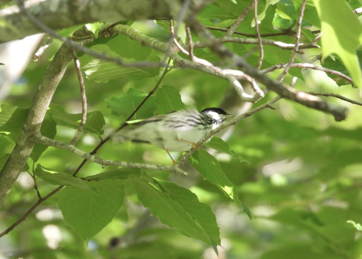 Blackpoll Warbler - ML618912433
