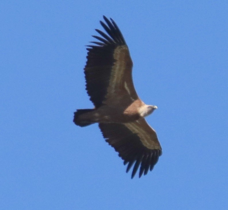 Eurasian Griffon - Edmund Bell