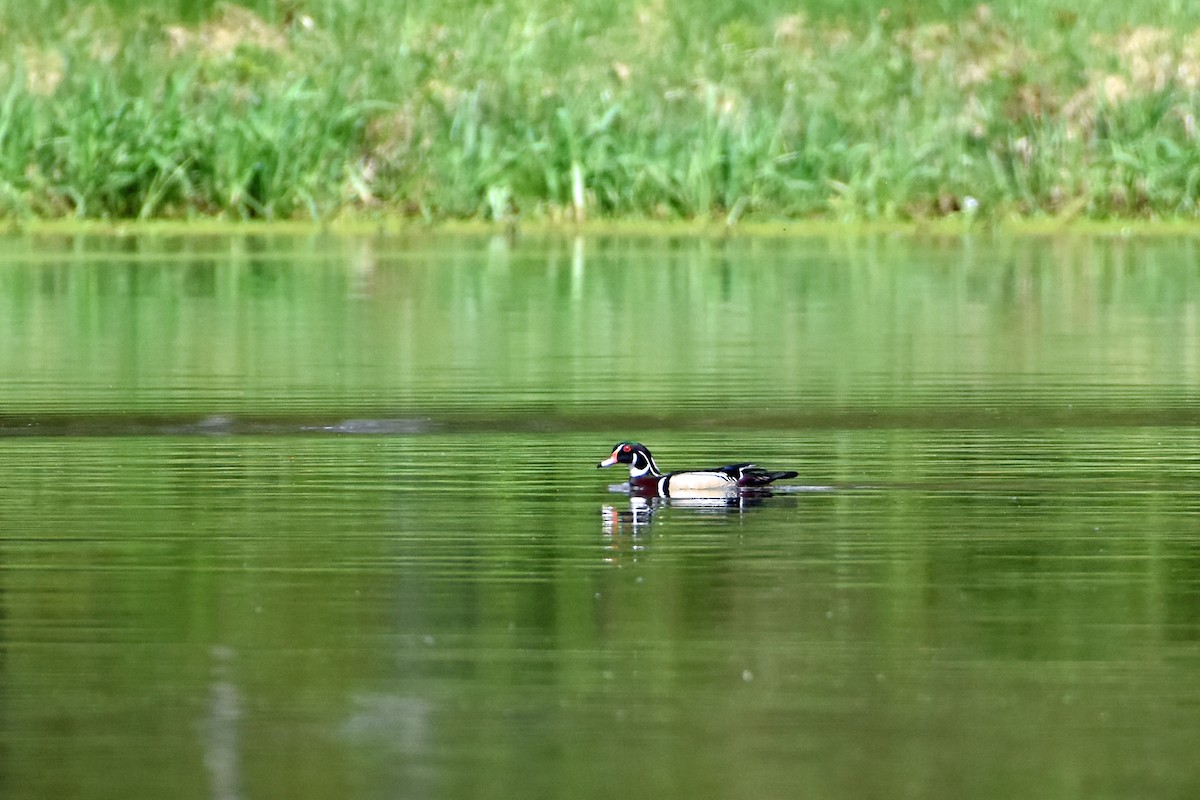 Wood Duck - Norma Van Alstine