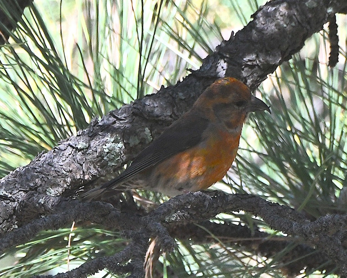 Red Crossbill - Ted Wolff