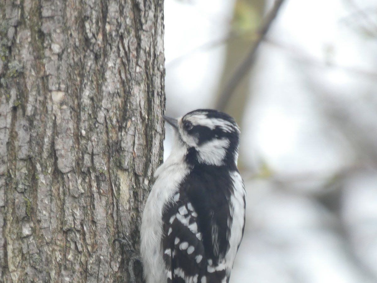 Downy Woodpecker - Fabian Orozco