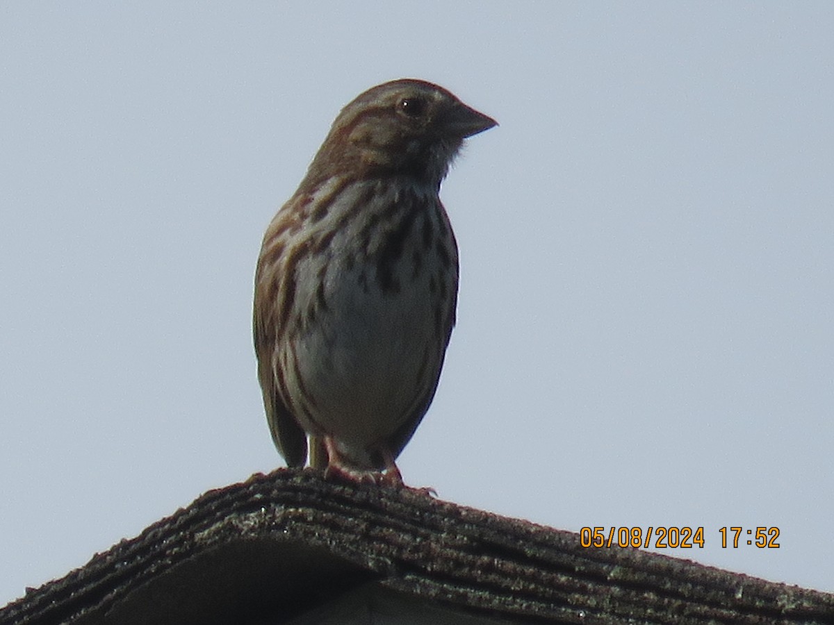 Song Sparrow - jack paul