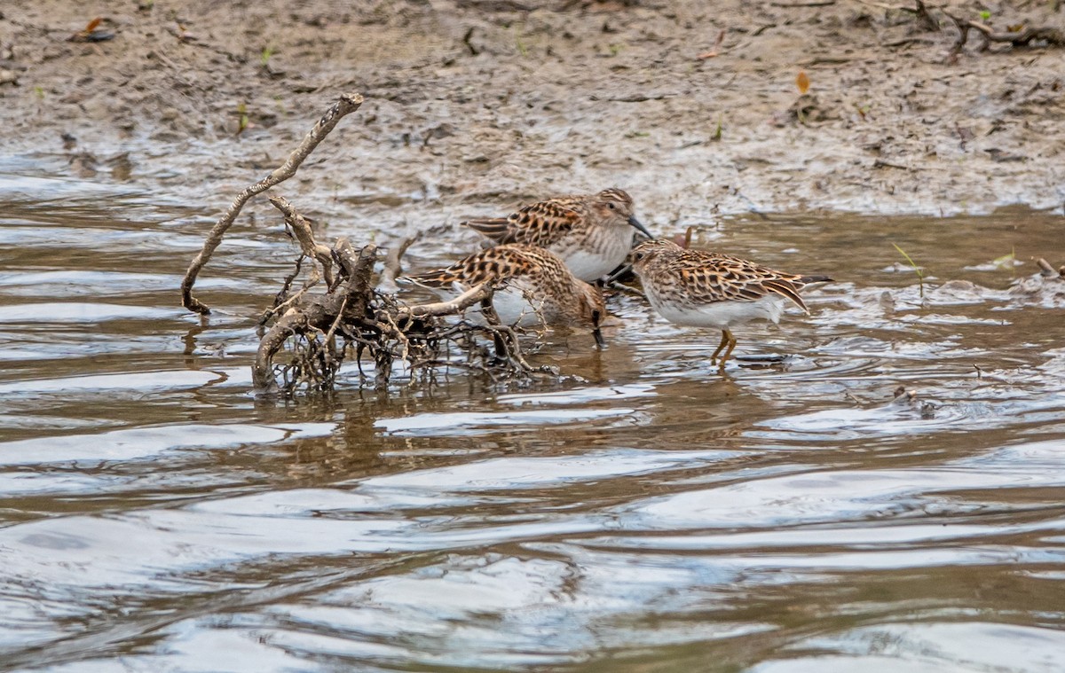 Least Sandpiper - Gale VerHague