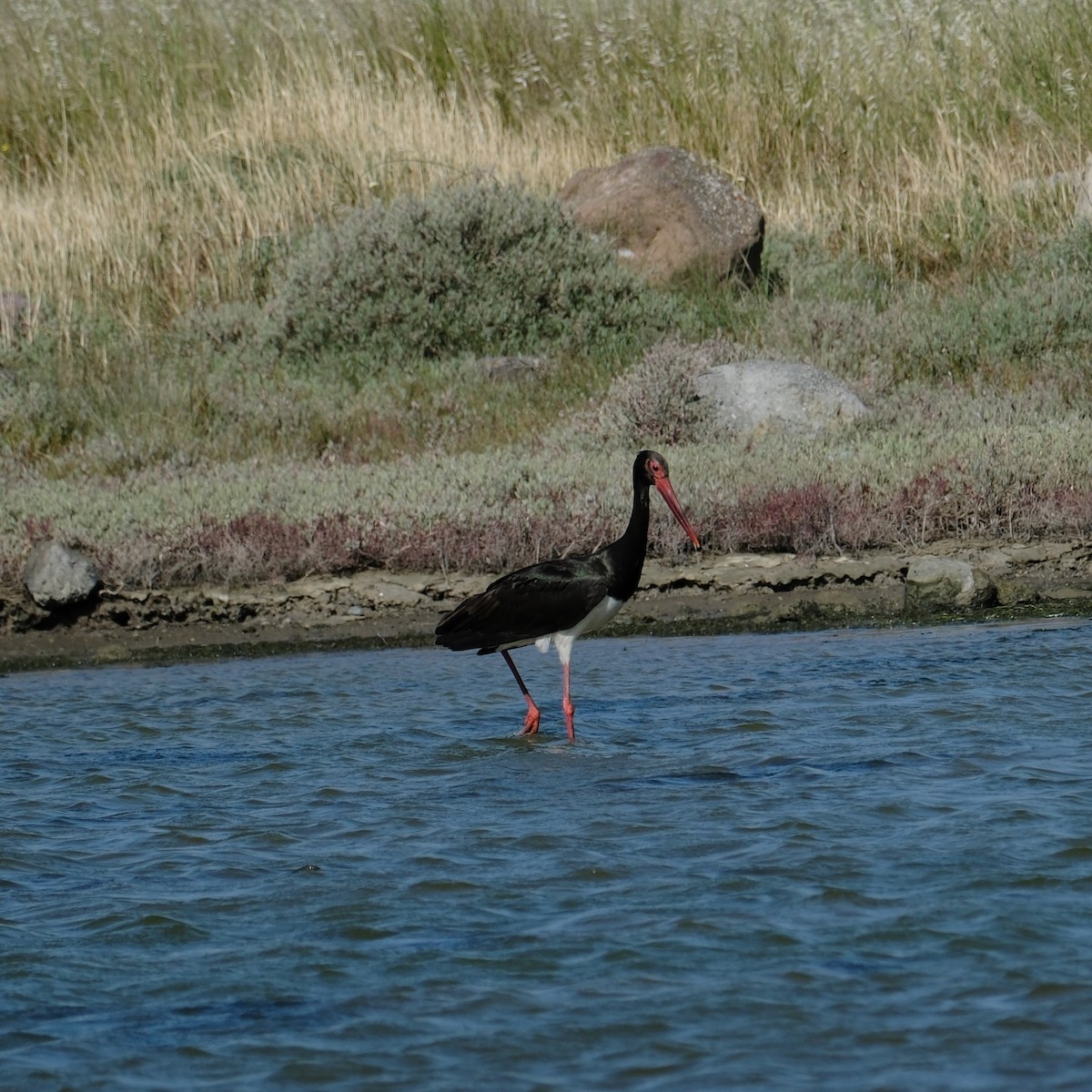 Black Stork - Petr Panasyuk