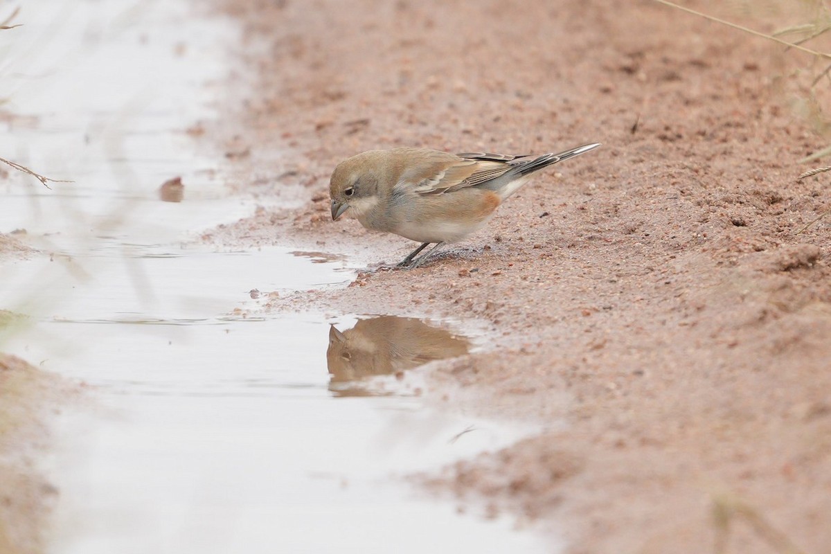 Diuca Finch - Jorge Claudio Schlemmer