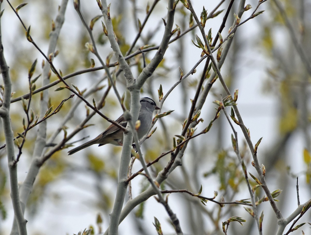 White-crowned Sparrow - Norma Van Alstine