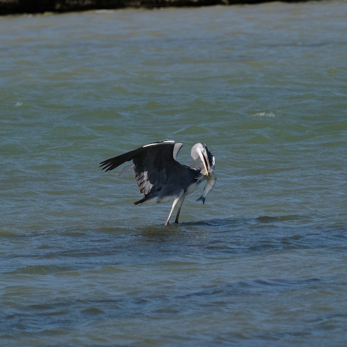 Gray Heron - Petr Panasyuk