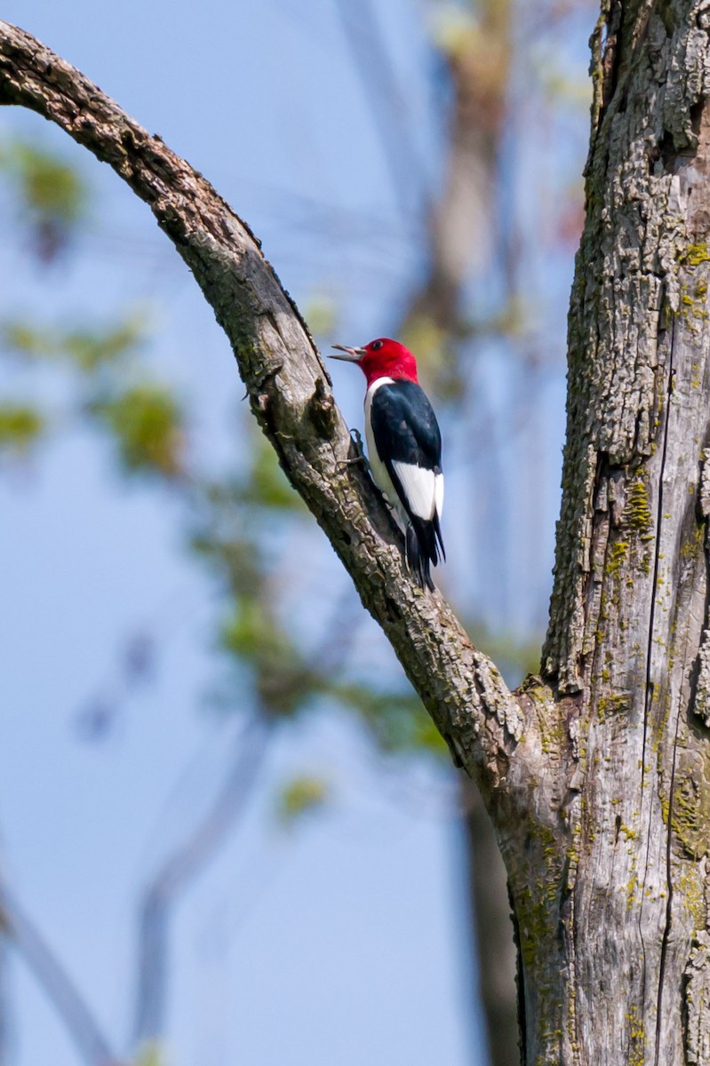 Red-headed Woodpecker - Steve Burkholder