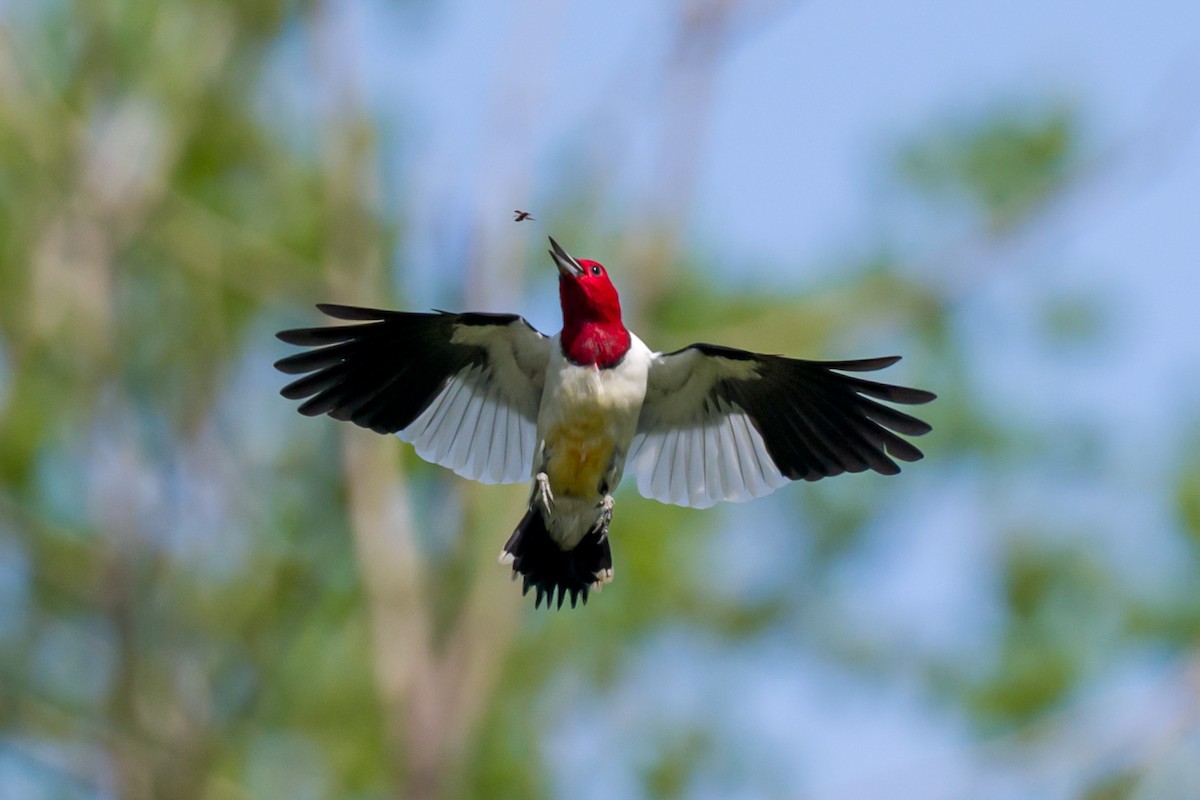 Red-headed Woodpecker - Steve Burkholder