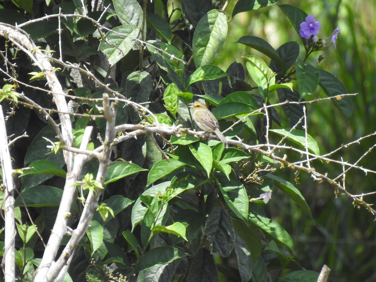 Yellow-browed Sparrow - fabian castillo