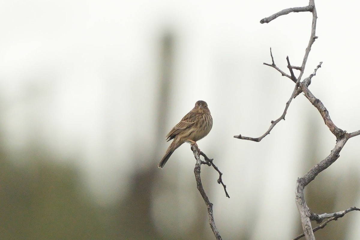 Carbonated Sierra Finch - Jorge Claudio Schlemmer