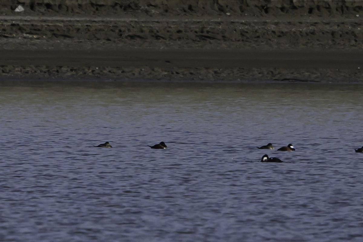 Ruddy Duck - Amy Hudechek