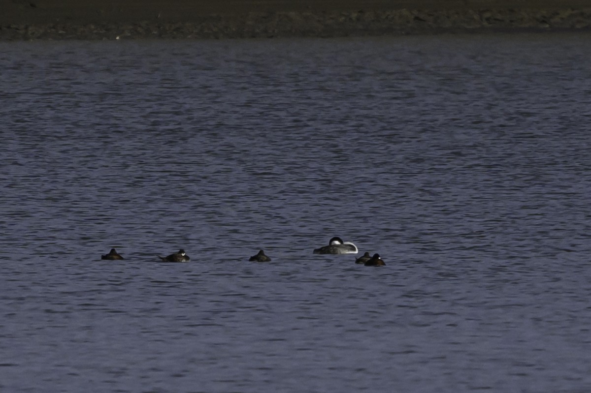 Ruddy Duck - ML618912529