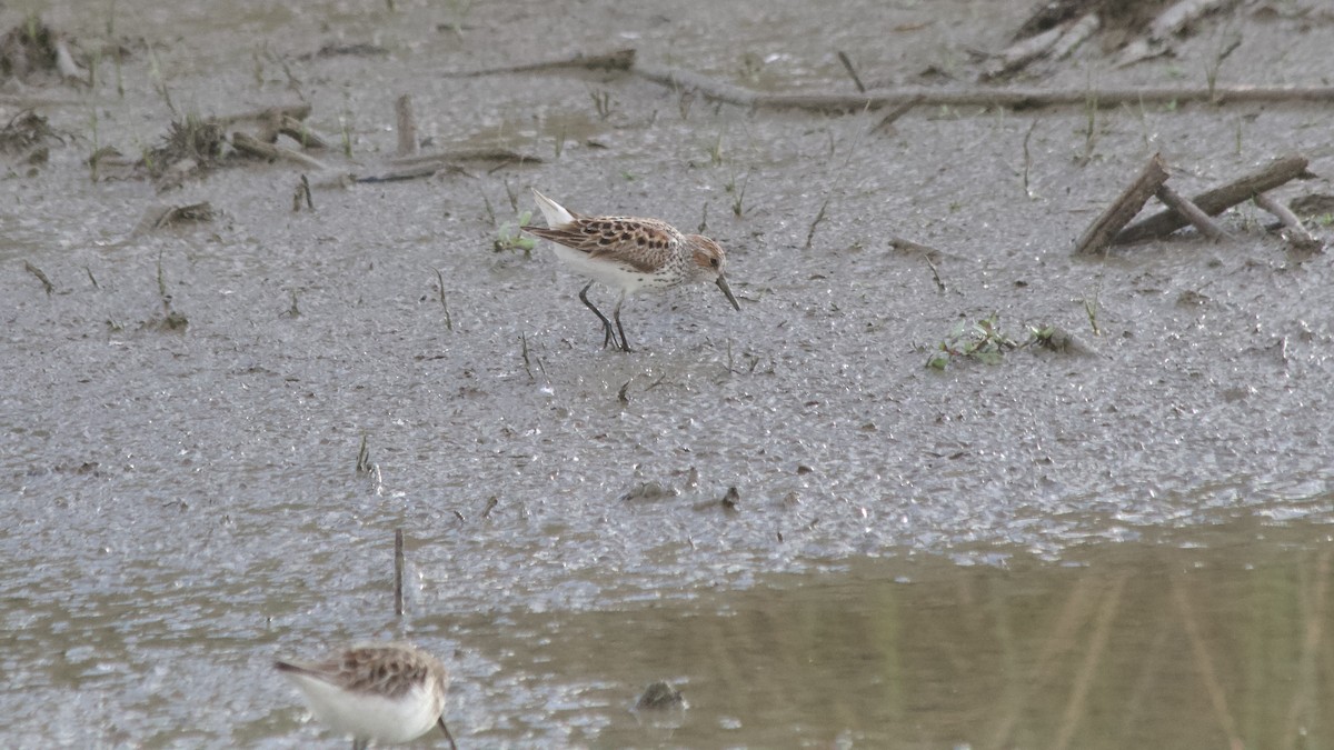 Bergstrandläufer - ML618912534