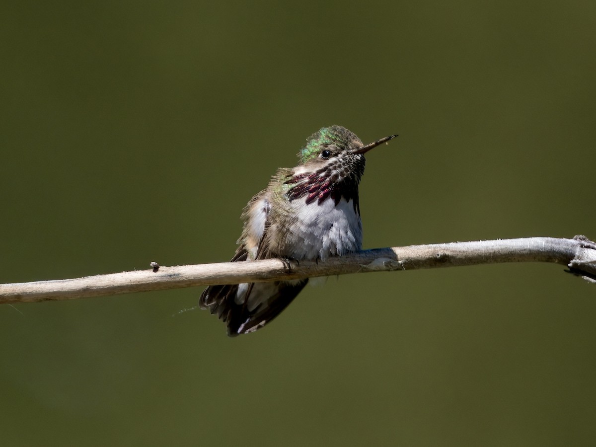 Calliope Hummingbird - Bobby Wilcox