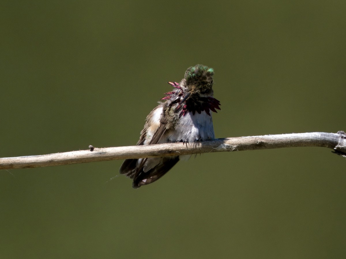 Calliope Hummingbird - Bobby Wilcox