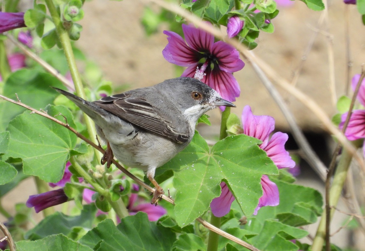 Rüppell's Warbler - Francesco Barberini