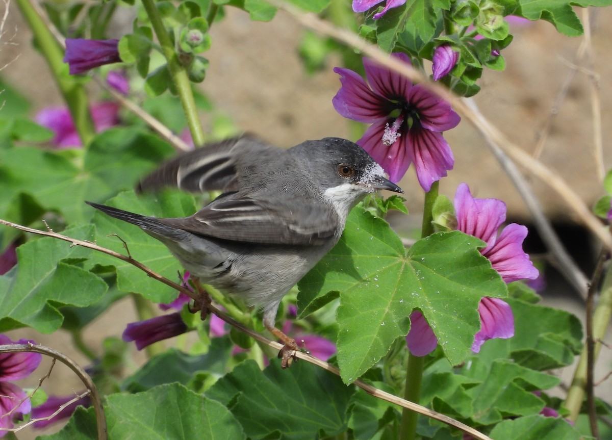 Rüppell's Warbler - Francesco Barberini