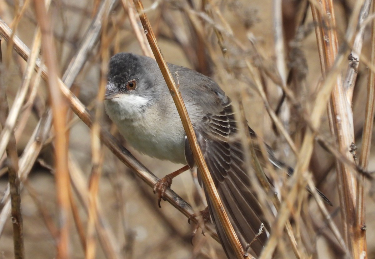 Rüppell's Warbler - Francesco Barberini