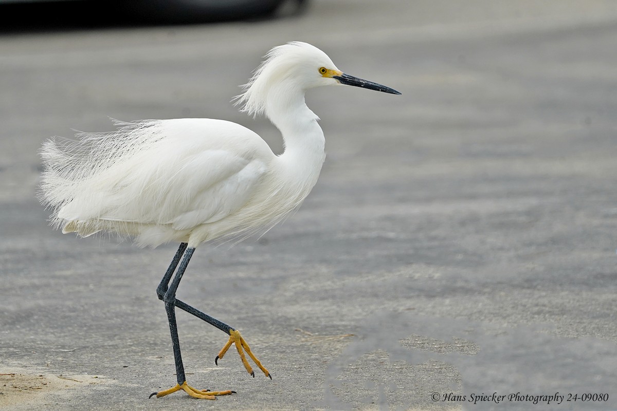 Snowy Egret - Hans Spiecker