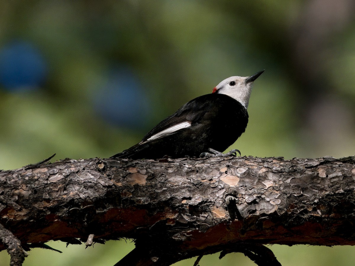 White-headed Woodpecker - Bobby Wilcox