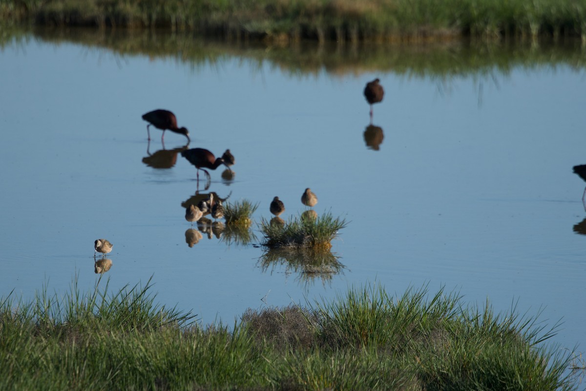 Long-billed Dowitcher - ML618912573