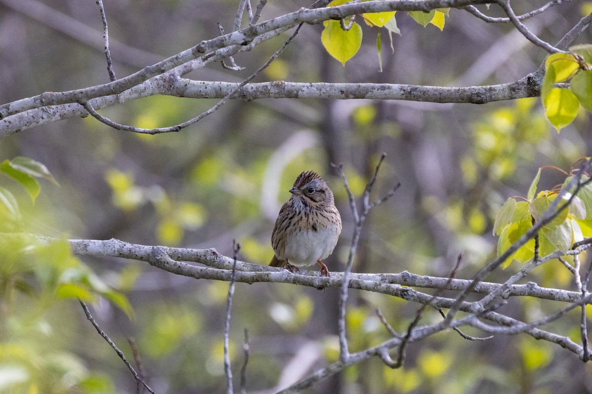 Lincoln's Sparrow - ML618912575