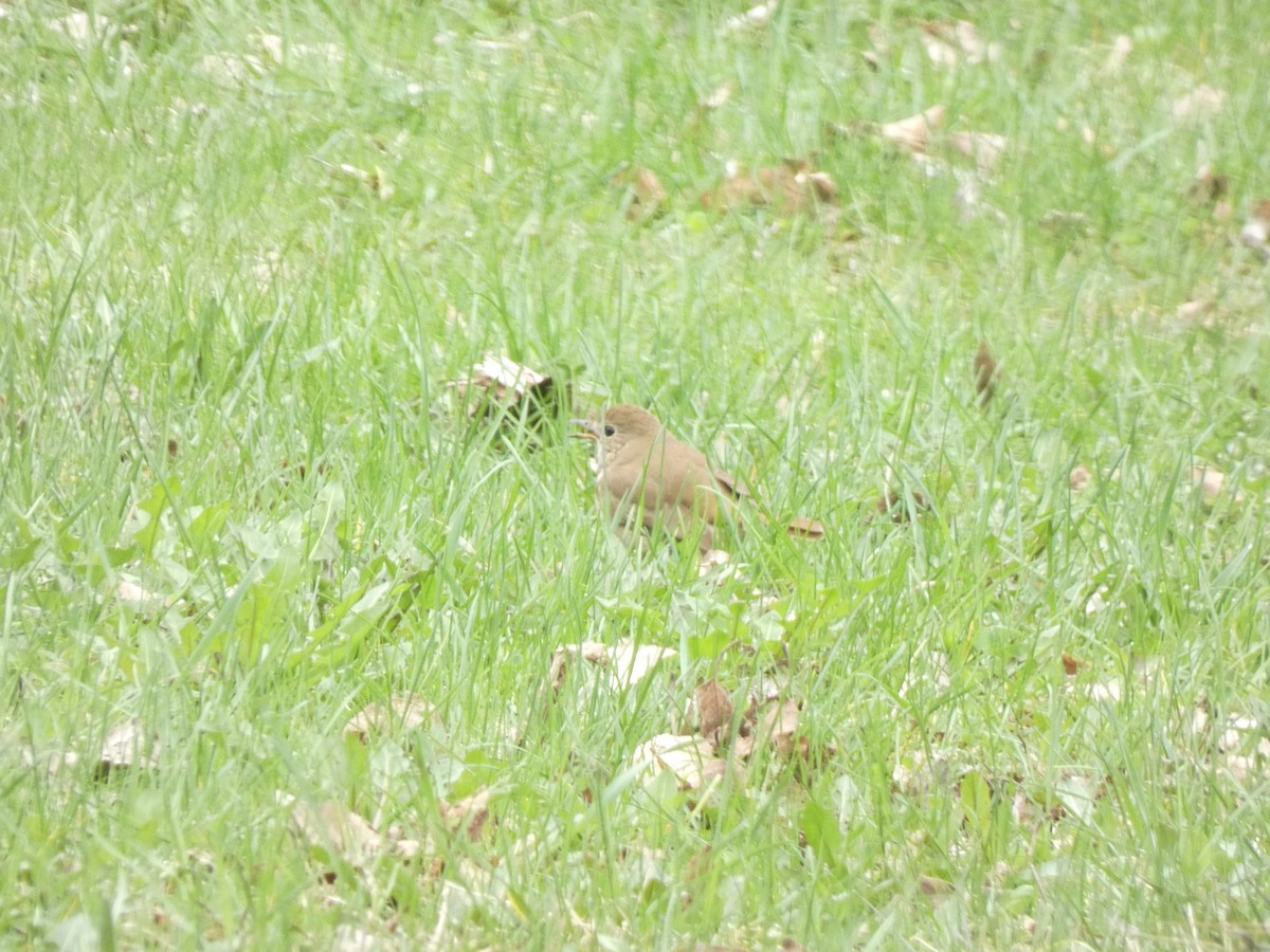 Hermit Thrush - Fabian Orozco