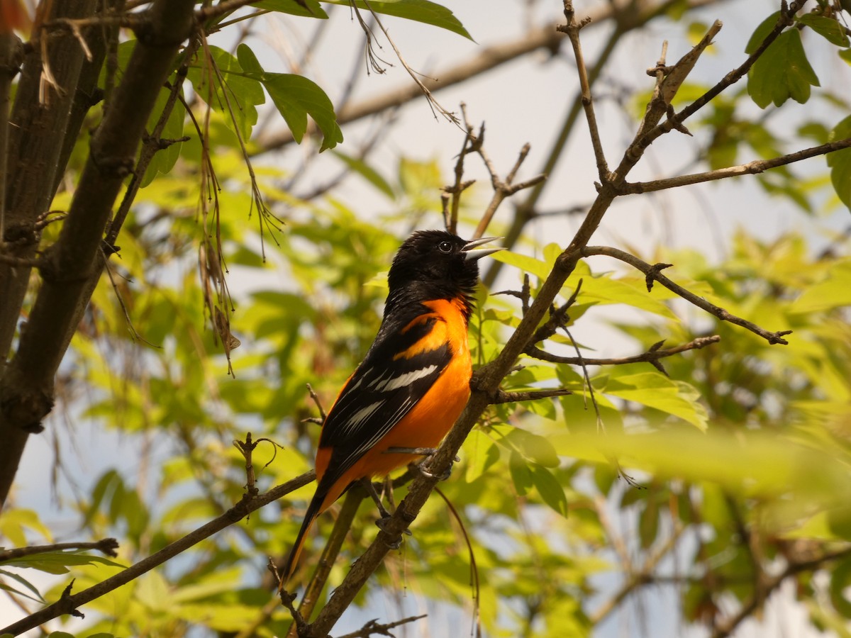 Baltimore Oriole - Jeff DeRuyter