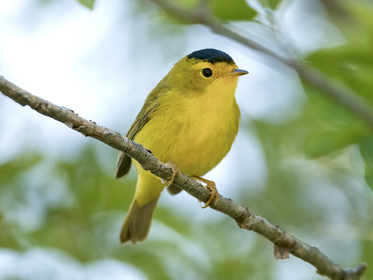 Wilson's Warbler - Bobby Wilcox