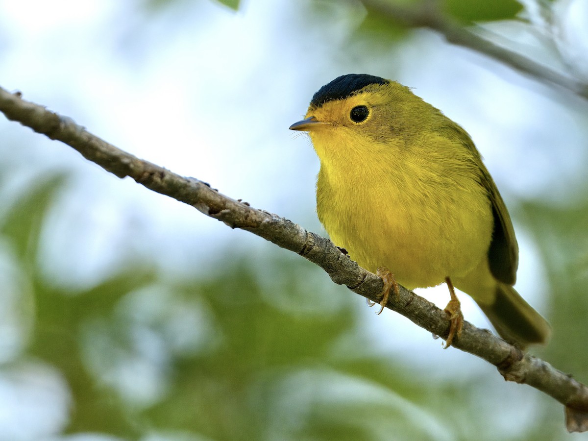 Wilson's Warbler - Bobby Wilcox