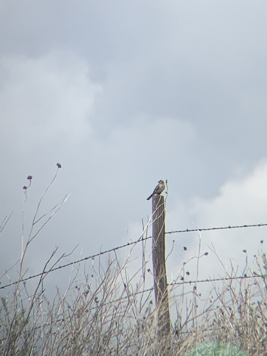 Lark Sparrow - amanda medaries