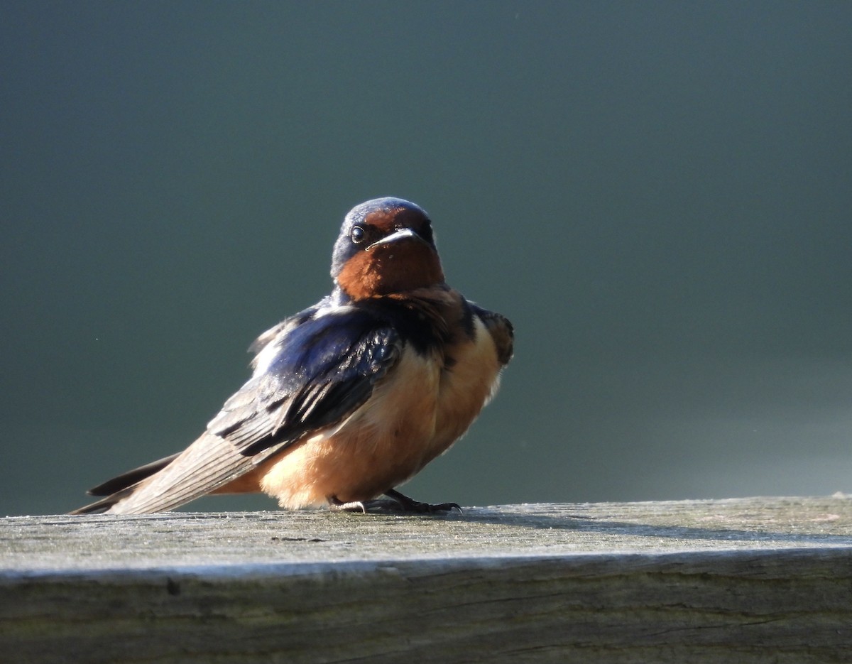Barn Swallow - ML618912605
