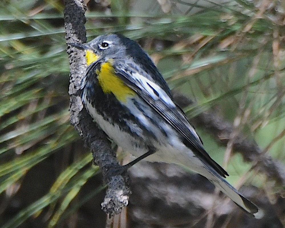 Yellow-rumped Warbler (Audubon's) - Ted Wolff