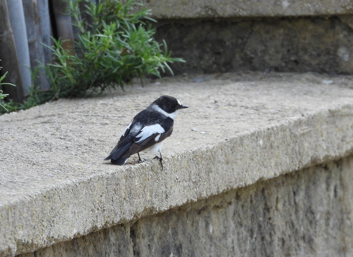 Collared Flycatcher - Francesco Barberini