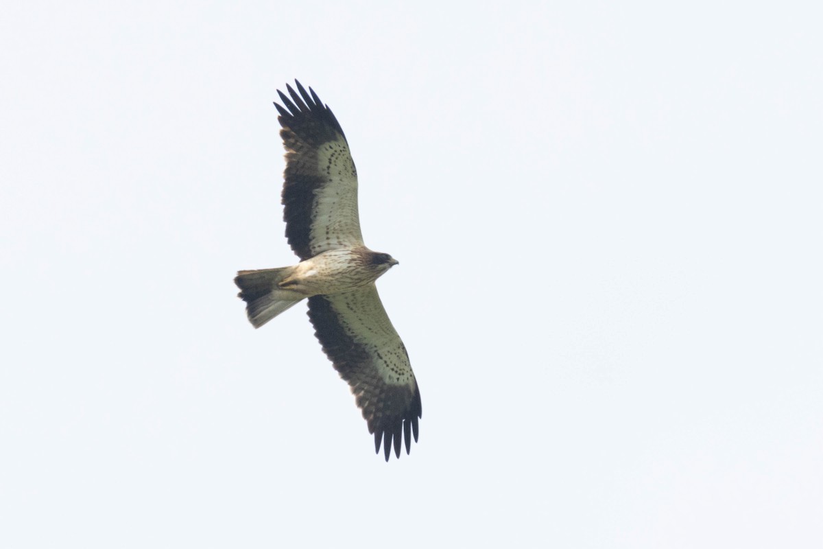 Booted Eagle - ML618912636