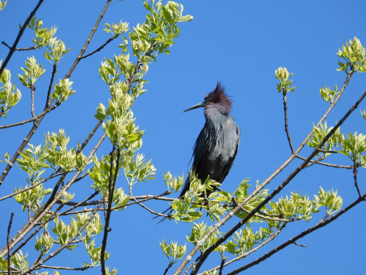 Little Blue Heron - ML618912637