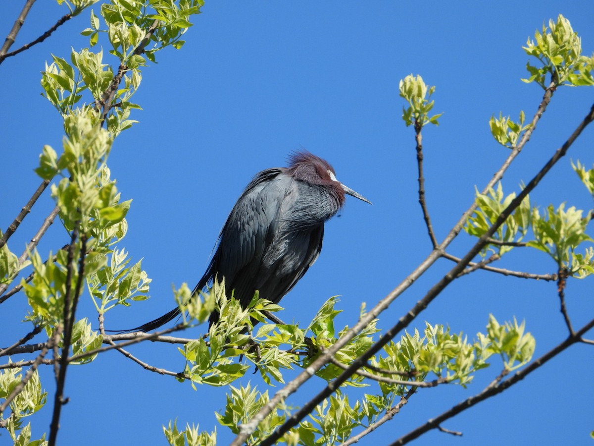 Little Blue Heron - kath osullivan