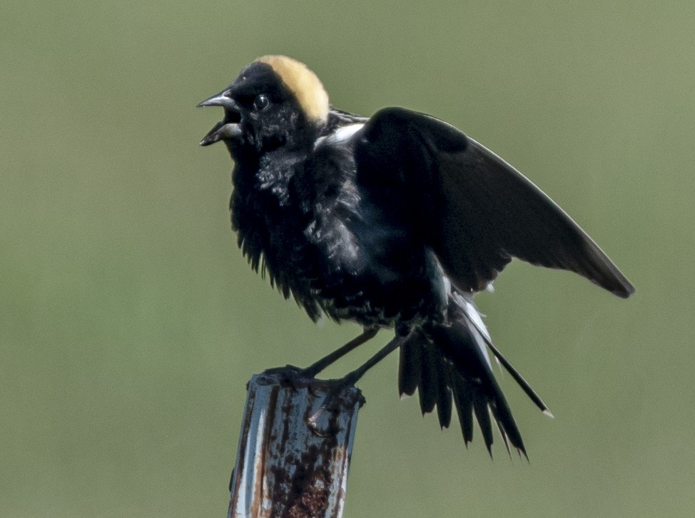 Bobolink - John Longhenry