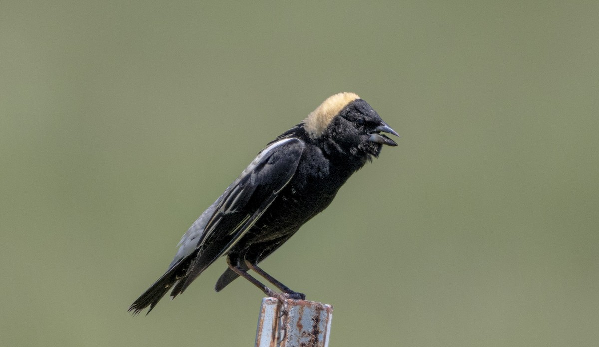 Bobolink - John Longhenry