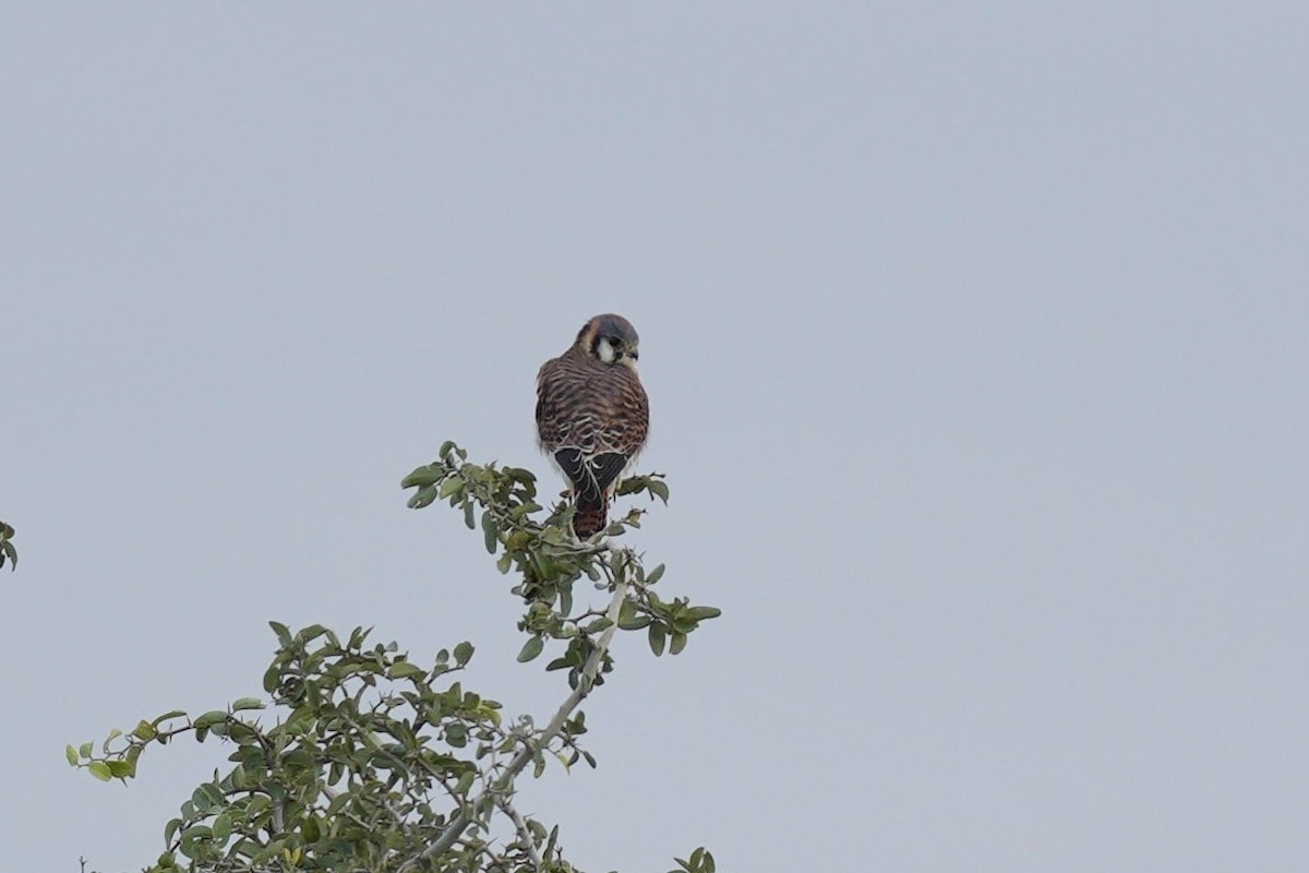 American Kestrel - Jorge Claudio Schlemmer