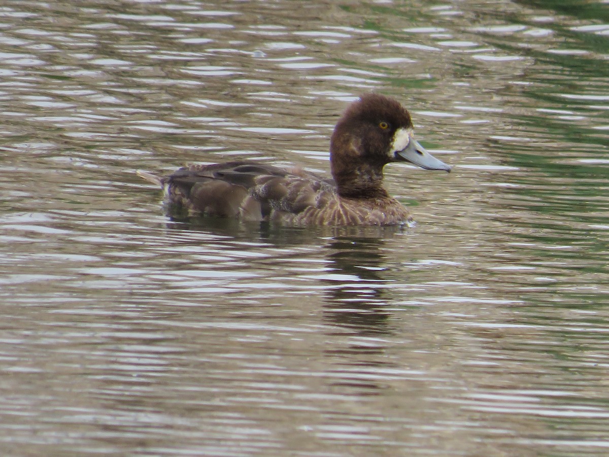 Lesser Scaup - Cliff Long