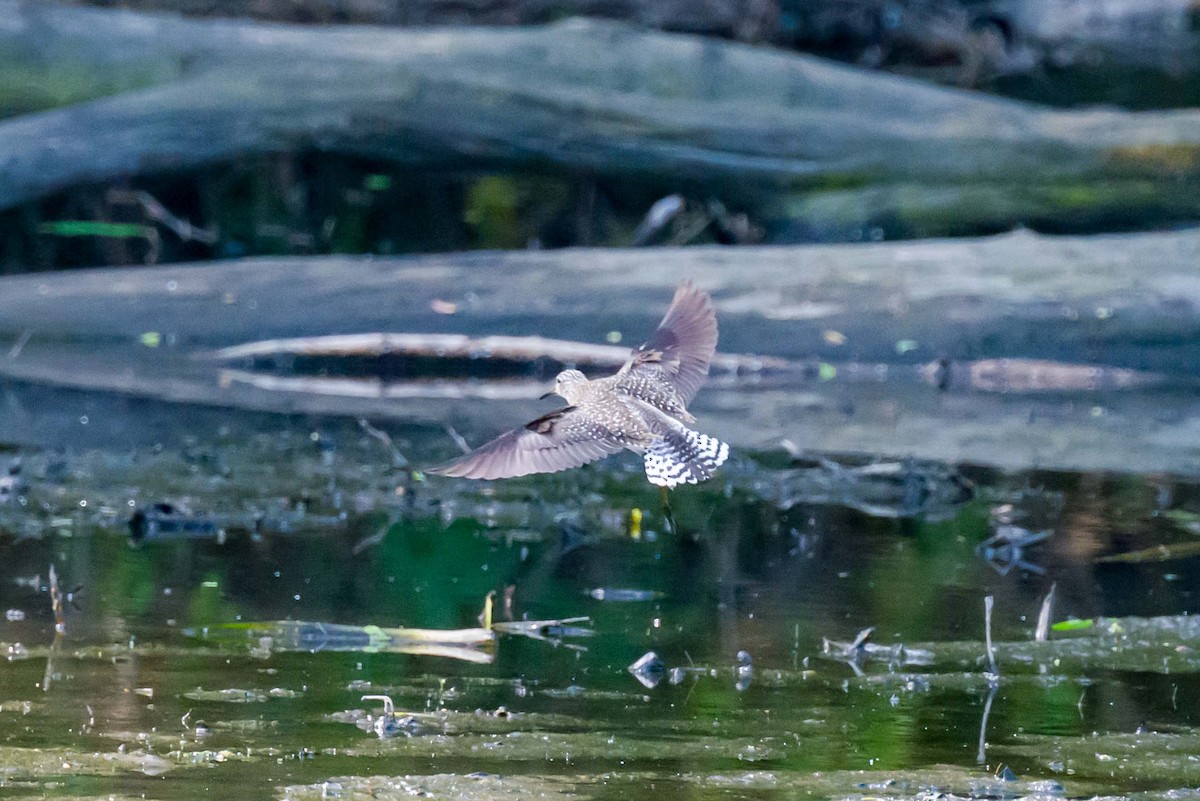 Solitary Sandpiper - Steve Burkholder