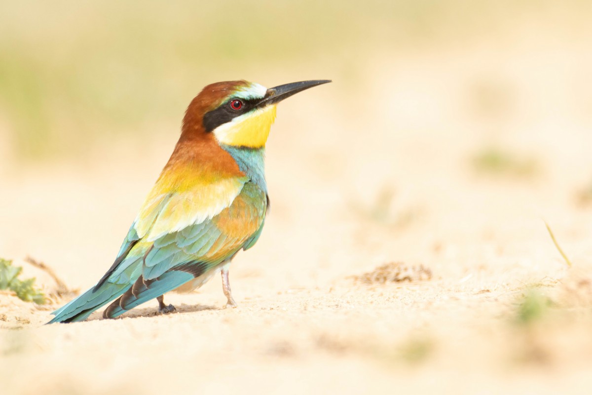 European Bee-eater - ML618912694