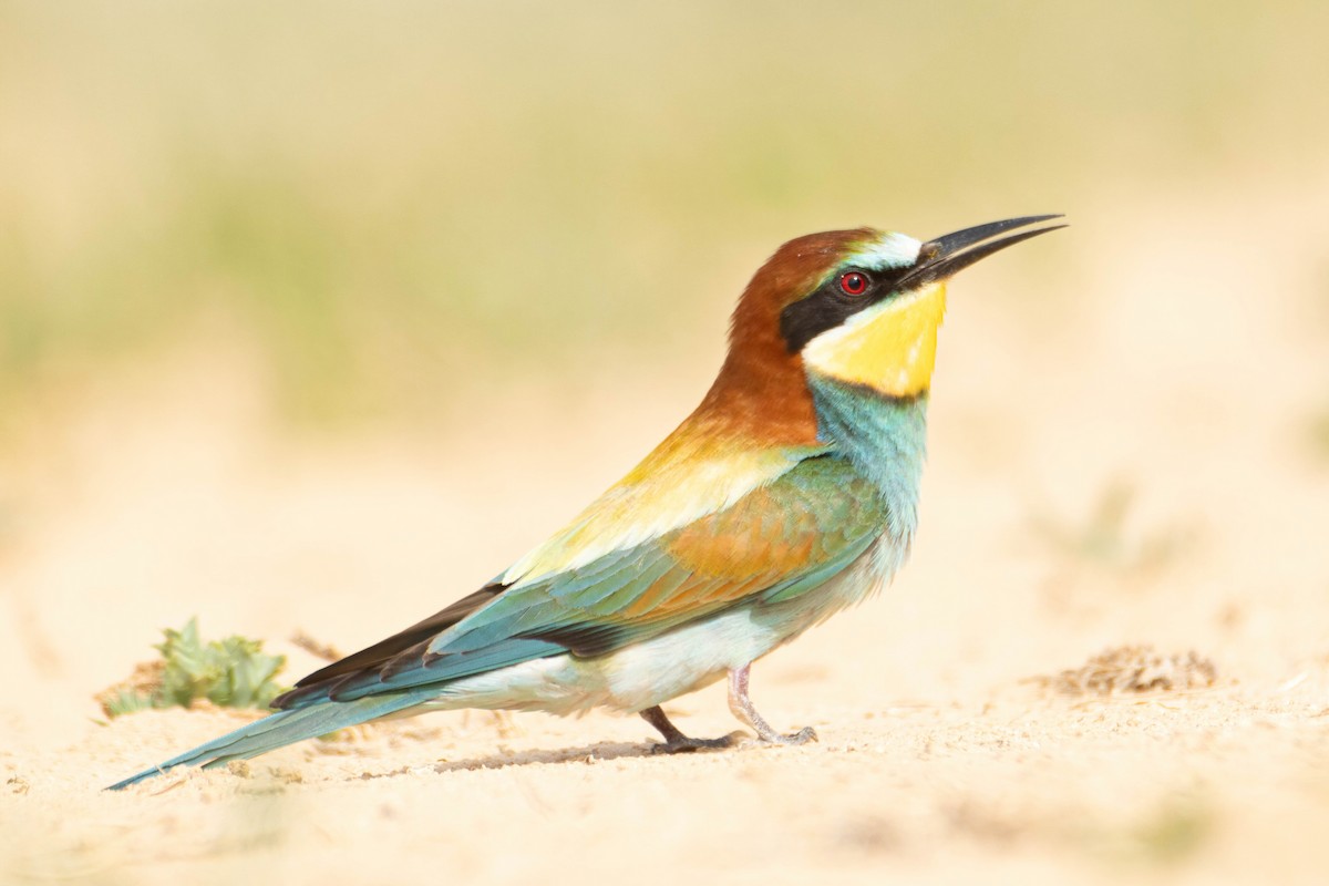 European Bee-eater - ML618912695