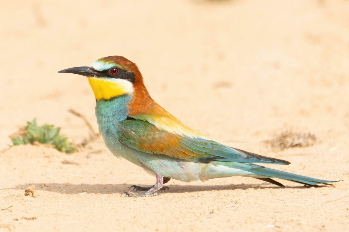 European Bee-eater - ML618912696