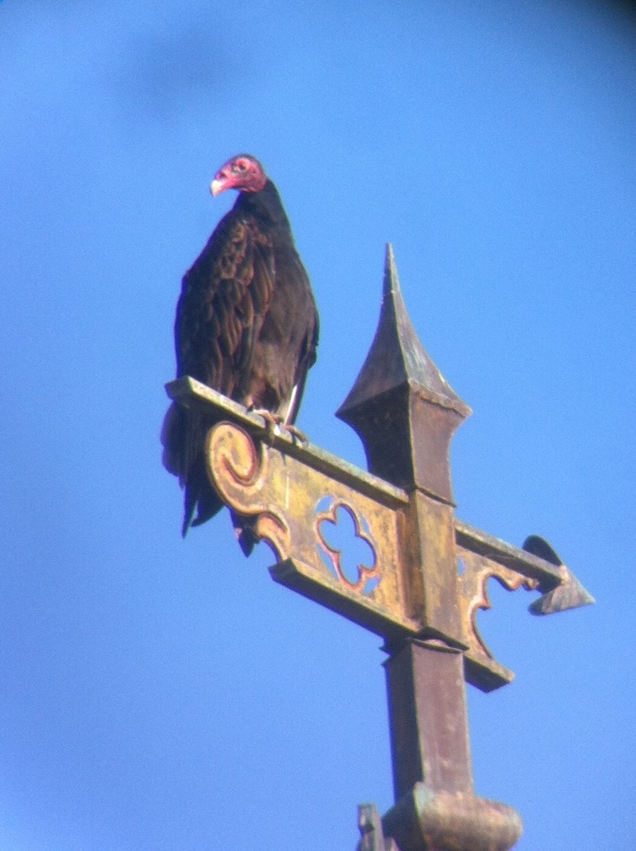 Turkey Vulture - ML61891271